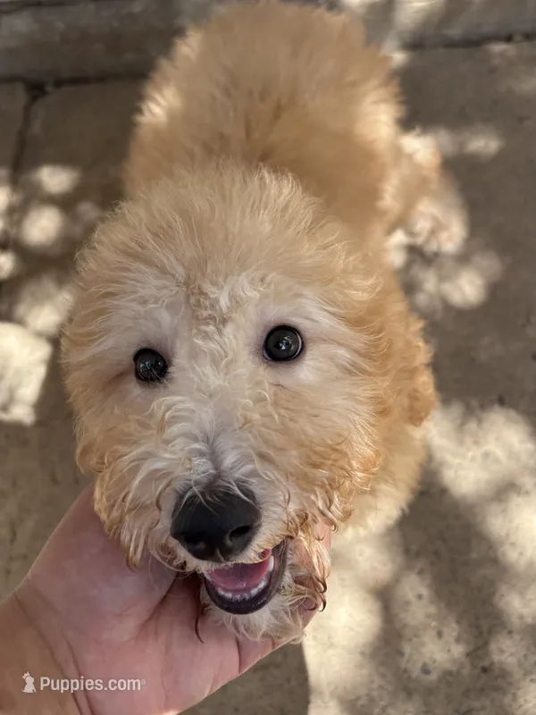 Winston – Goldendoodle, Miniature Goldendoodle puppy for sale in Phoenix, AZ