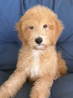 Winston, a male Goldendoodle and Miniature Goldendoodle for sale in Phoenix, AZ – 2 of 5