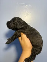 Jax, a male Miniature Goldendoodle for sale in Phoenix, AZ – 4 of 4