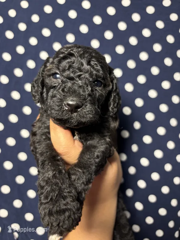 Jax – Miniature Goldendoodle puppy for sale in Phoenix, AZ