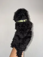 Sammie, a female Goldendoodle and Miniature Goldendoodle for sale in Phoenix, AZ – 5 of 7