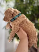 Jackson, a male Miniature Goldendoodle for sale in Phoenix, AZ – Photo 3 of 4