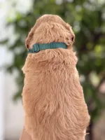 Jackson, a male Miniature Goldendoodle for sale in Phoenix, AZ – Photo 4 of 4