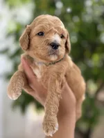 Jackson, a male Miniature Goldendoodle for sale in Phoenix, AZ – Photo 1 of 4