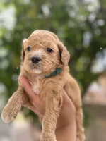 Jackson, a male Miniature Goldendoodle for sale in Phoenix, AZ – Photo 2 of 4