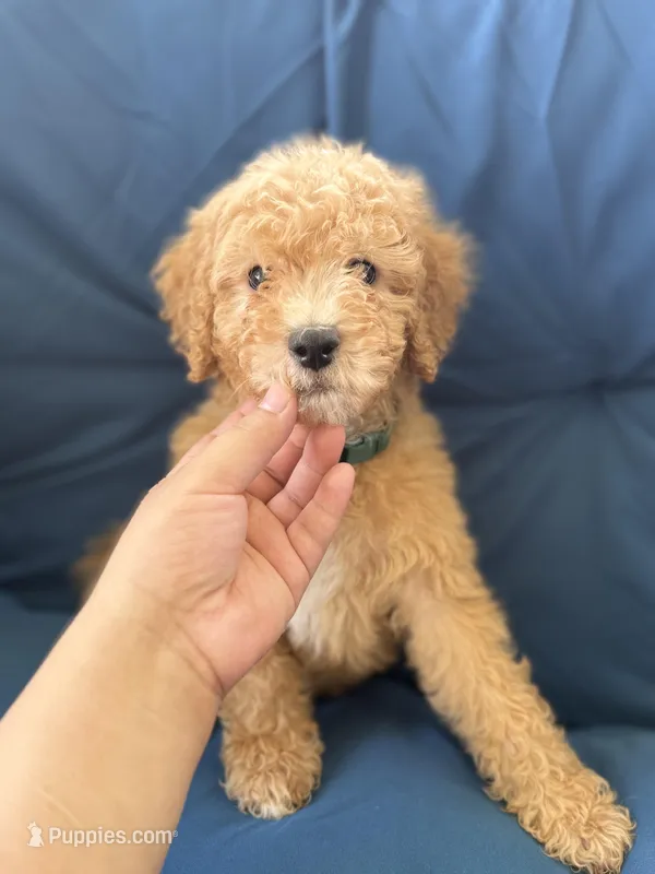 Jackson – Goldendoodle, Miniature Goldendoodle puppy for sale in Phoenix, AZ