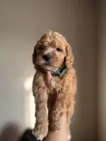 Jackson, a male Goldendoodle and Miniature Goldendoodle for sale in Phoenix, AZ – Photo 3 of 4