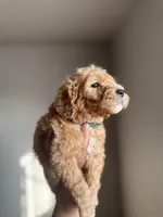 Jackson, a male Goldendoodle and Miniature Goldendoodle for sale in Phoenix, AZ – Photo 2 of 4