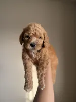 Jackson, a male Goldendoodle and Miniature Goldendoodle for sale in Phoenix, AZ – Photo 4 of 4