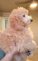 Sage , a female Goldendoodle and Miniature Goldendoodle for sale in Phoenix, AZ – 2 of 3