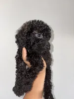 Max, a male Goldendoodle and Miniature Goldendoodle for sale in Phoenix, AZ – 3 of 8