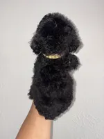 Lilac, a female Goldendoodle and Miniature Goldendoodle for sale in Phoenix, AZ – 7 of 10