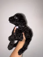 Rocky , a male Goldendoodle and Miniature Goldendoodle for sale in Phoenix, AZ – 3 of 10