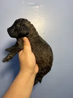 Rose, a female Miniature Goldendoodle for sale in Phoenix, AZ – 3 of 6