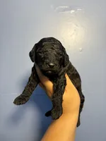 Max, a male Miniature Goldendoodle for sale in Phoenix, AZ – 5 of 5