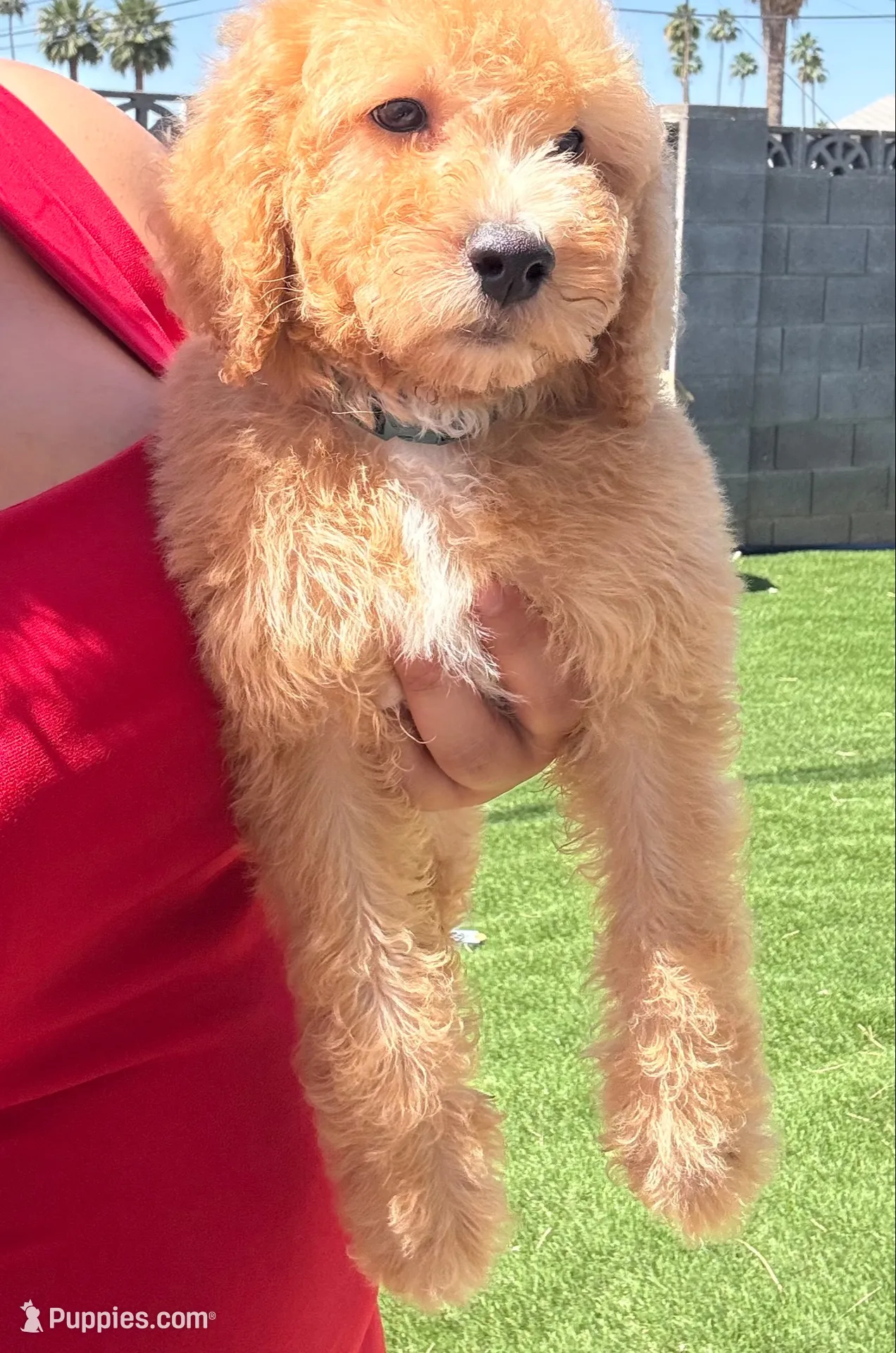 Winston, a male Goldendoodle and Miniature Goldendoodle for sale in Phoenix, AZ – 2 of 4