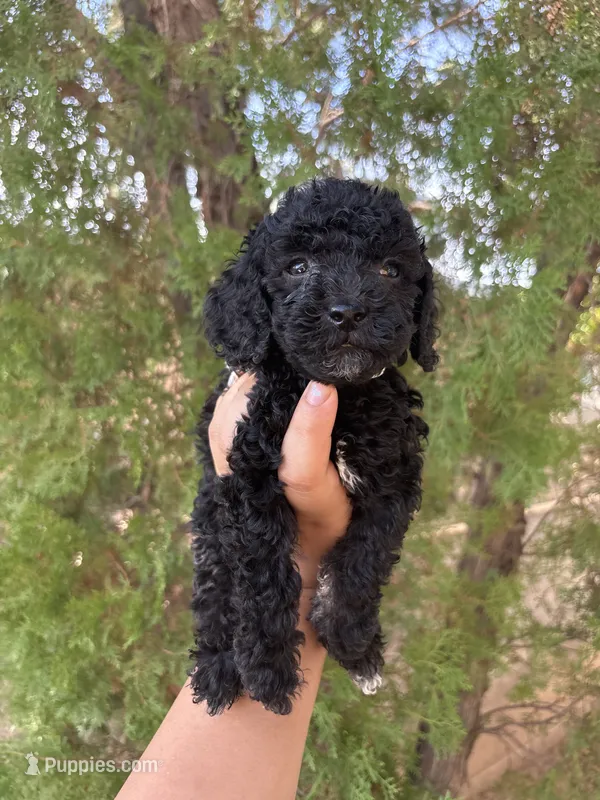 Lilac – Miniature Goldendoodle puppy for sale in Phoenix, AZ