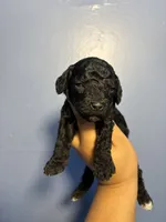 Lilac, a female Miniature Goldendoodle for sale in Phoenix, AZ – 4 of 4
