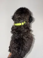 Rose, a female Goldendoodle and Miniature Goldendoodle for sale in Phoenix, AZ – 6 of 10