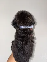 Jax, a male Goldendoodle and Miniature Goldendoodle for sale in Phoenix, AZ – 4 of 7