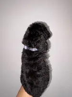 Rocky , a male Goldendoodle and Miniature Goldendoodle for sale in Phoenix, AZ – 9 of 10