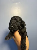 Sammie, a female Miniature Goldendoodle for sale in Phoenix, AZ – 3 of 6