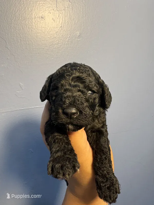 Sammie – Miniature Goldendoodle puppy for sale in Phoenix, AZ