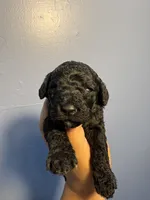 Sammie, a female Miniature Goldendoodle for sale in Phoenix, AZ – 1 of 6
