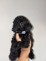 Jax, a male Goldendoodle and Miniature Goldendoodle for sale in Phoenix, AZ – 7 of 7