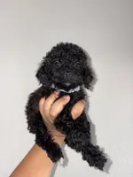Jax, a male Goldendoodle and Miniature Goldendoodle for sale in Phoenix, AZ – 5 of 7