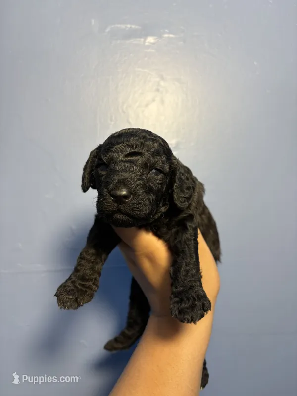 Jax – Miniature Goldendoodle puppy for sale in Phoenix, AZ