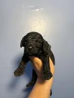 Jax, a male Miniature Goldendoodle for sale in Phoenix, AZ – 1 of 4