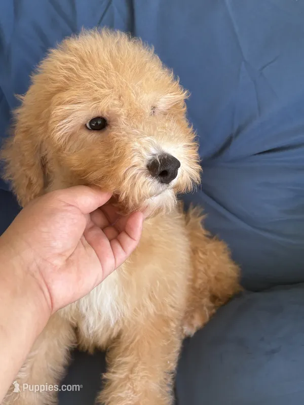 Winston – Goldendoodle, Miniature Goldendoodle puppy for sale in Phoenix, AZ