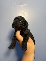 Sammie, a female Miniature Goldendoodle for sale in Phoenix, AZ – 2 of 6