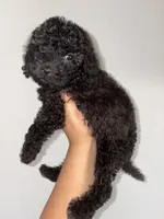 Max, a male Goldendoodle and Miniature Goldendoodle for sale in Phoenix, AZ – 6 of 8