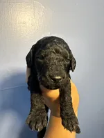 Thunder , a male Miniature Goldendoodle for sale in Phoenix, AZ – 1 of 6