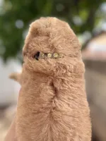 Henry, a male Miniature Goldendoodle for sale in Phoenix, AZ – Photo 4 of 4