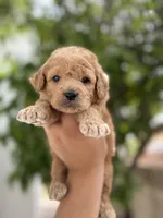 Henry, a male Miniature Goldendoodle for sale in Phoenix, AZ – Photo 1 of 4