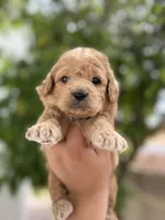 Henry, a male Miniature Goldendoodle for sale in Phoenix, AZ – Photo 2 of 4