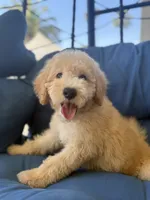 James, a male Goldendoodle and Miniature Goldendoodle for sale in Phoenix, AZ – 5 of 5
