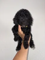 Lilac, a female Goldendoodle and Miniature Goldendoodle for sale in Phoenix, AZ – 5 of 10