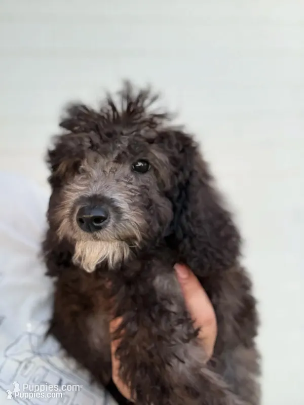 Stone – Goldendoodle, Miniature Goldendoodle puppy for sale in Phoenix, AZ