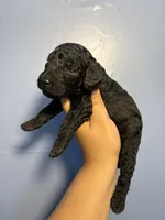 Thunder , a male Miniature Goldendoodle for sale in Phoenix, AZ – 6 of 6