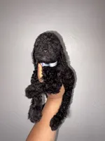 Rocky , a male Goldendoodle and Miniature Goldendoodle for sale in Phoenix, AZ – 5 of 10