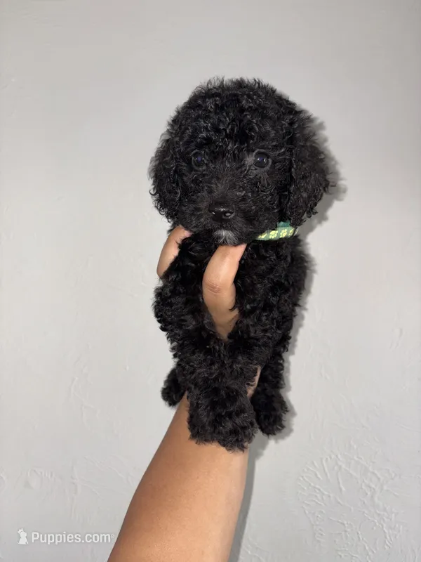 Sammie – Goldendoodle, Miniature Goldendoodle puppy for sale in Phoenix, AZ