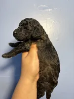 Stone, a male Miniature Goldendoodle for sale in Phoenix, AZ – 3 of 5