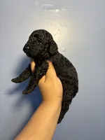 Sammie, a female Miniature Goldendoodle for sale in Phoenix, AZ – 4 of 6