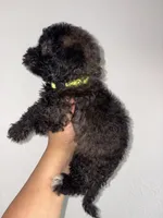 Rose, a female Goldendoodle and Miniature Goldendoodle for sale in Phoenix, AZ – 7 of 10