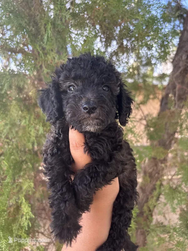 Rose – Miniature Goldendoodle puppy for sale in Phoenix, AZ