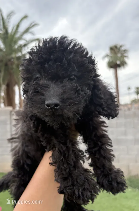 Max – Goldendoodle, Miniature Goldendoodle puppy for sale in Phoenix, AZ